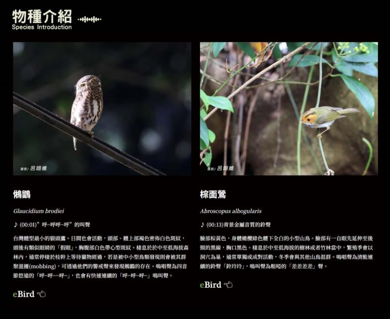 從陽明山夢幻湖到蘭嶼，「台灣自然聲音地圖」教你聽見台灣的野性之聲