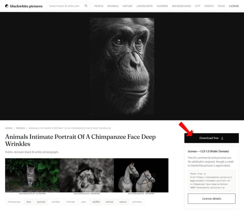 不用標註來源！blackwhite.pictures 教你一秒下載高質感黑白圖庫